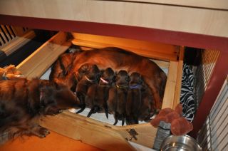 jamniki d�ugow�ose